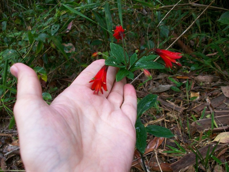 Alstroemeria cunha photo 6