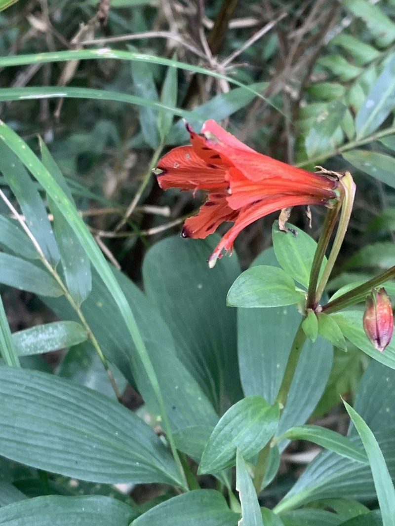 Alstroemeria cunha photo 7