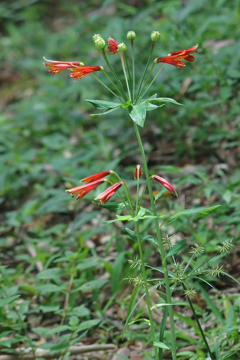 Alstroemeria cunha photo 8