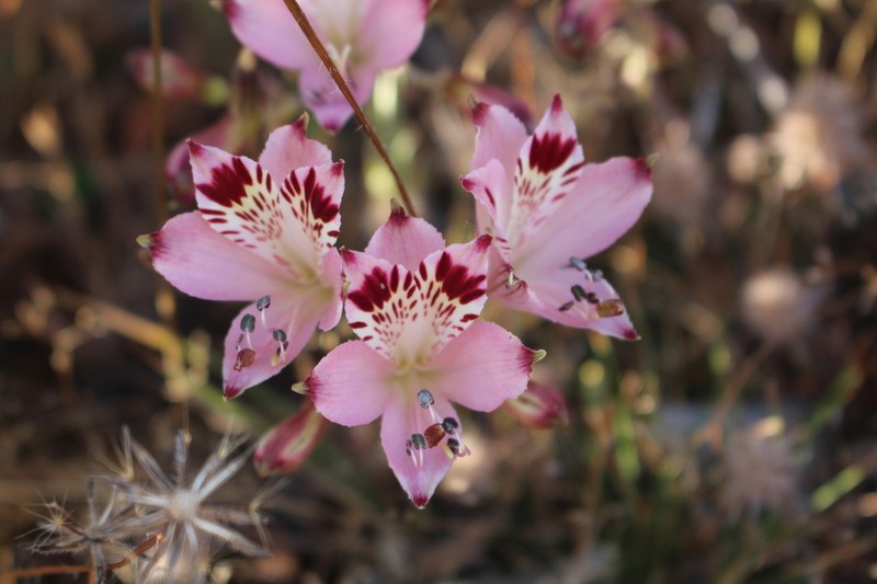 Alstroemeria diluta