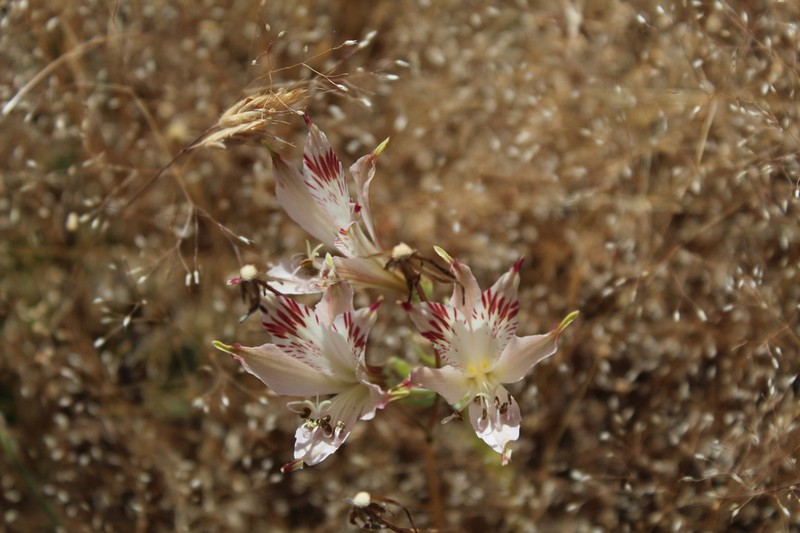 Alstroemeria diluta photo 2