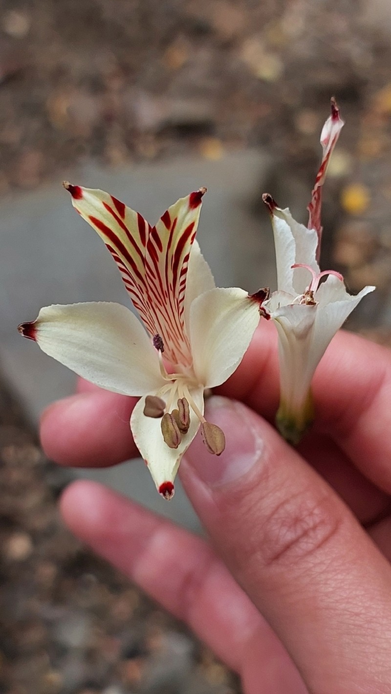 Alstroemeria diluta photo 3