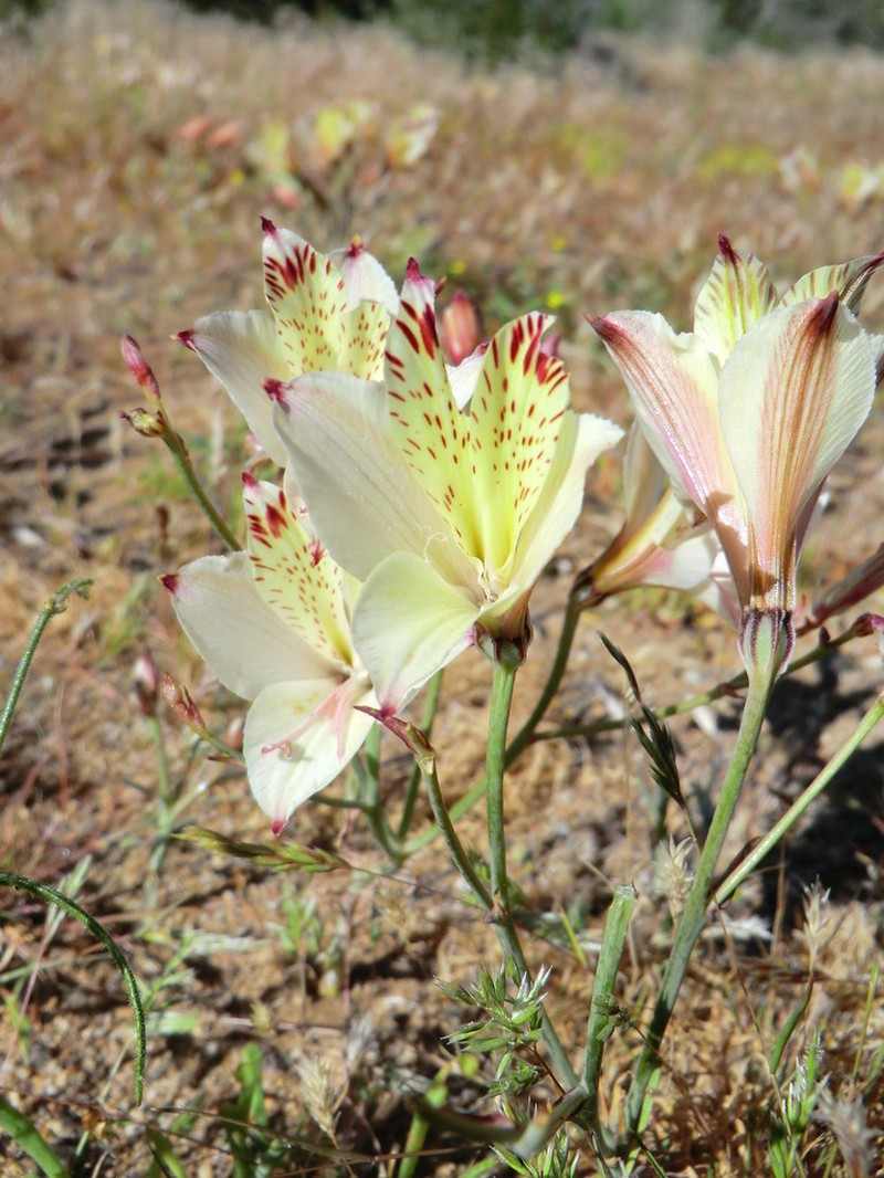 Alstroemeria diluta photo 4