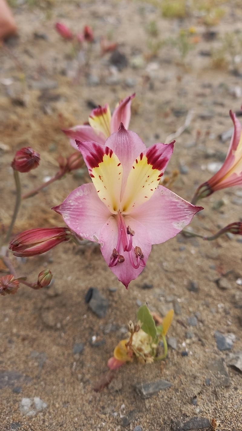 Alstroemeria diluta photo 5