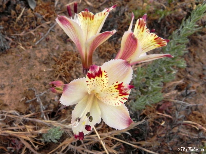 Alstroemeria diluta photo 6