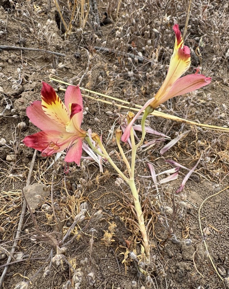 Alstroemeria diluta photo 7