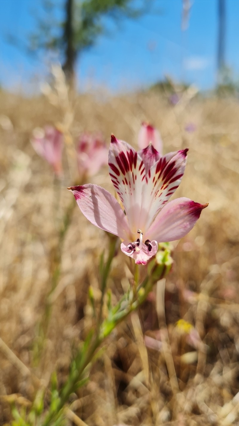 Alstroemeria diluta photo 8