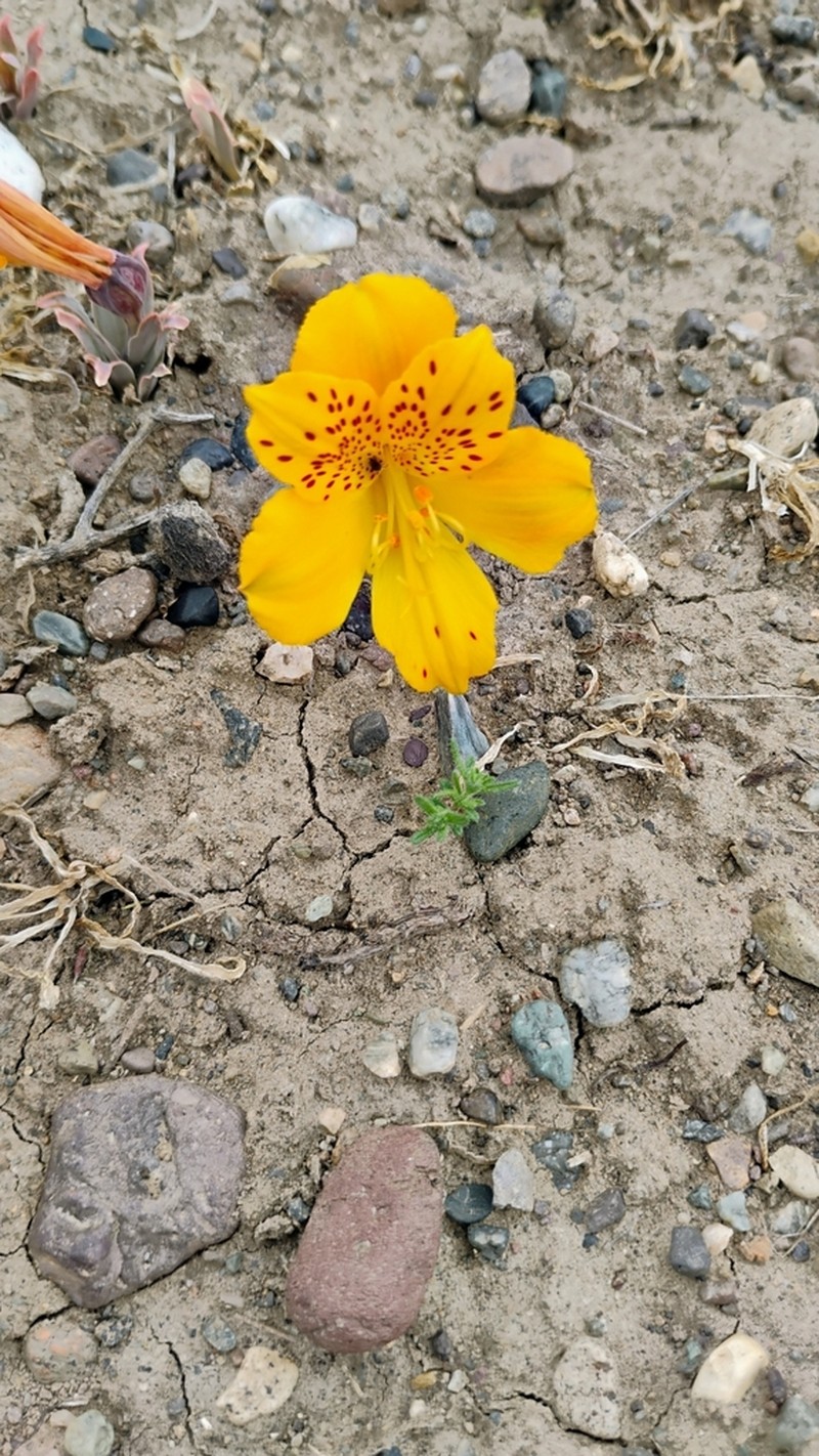 Alstroemeria esteparica