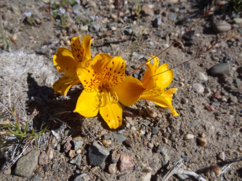 Alstroemeria esteparica photo 3