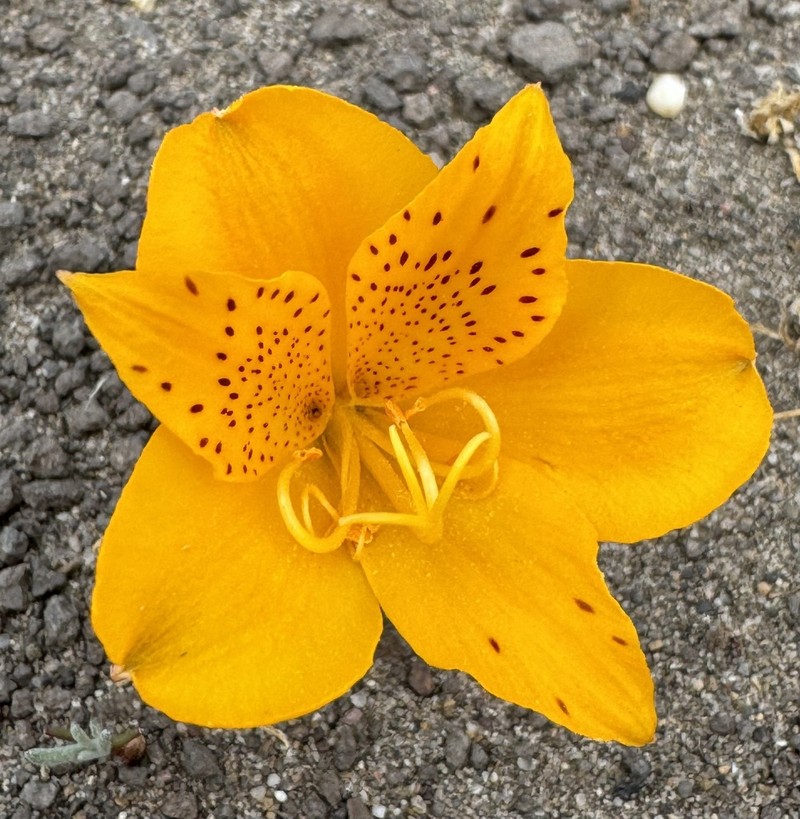 Alstroemeria esteparica photo 4