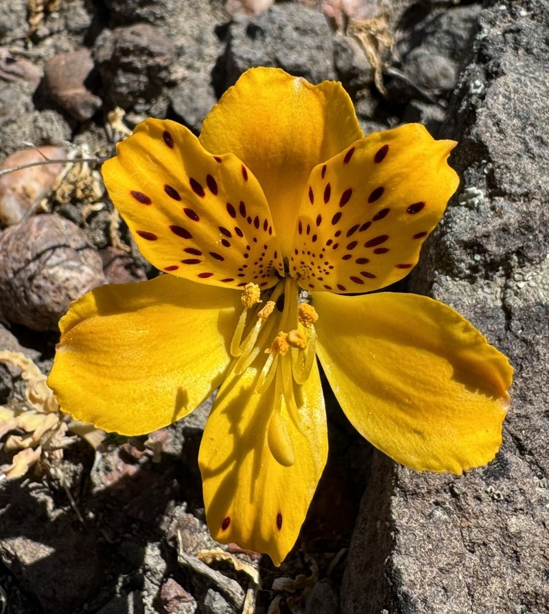 Alstroemeria esteparica photo 6