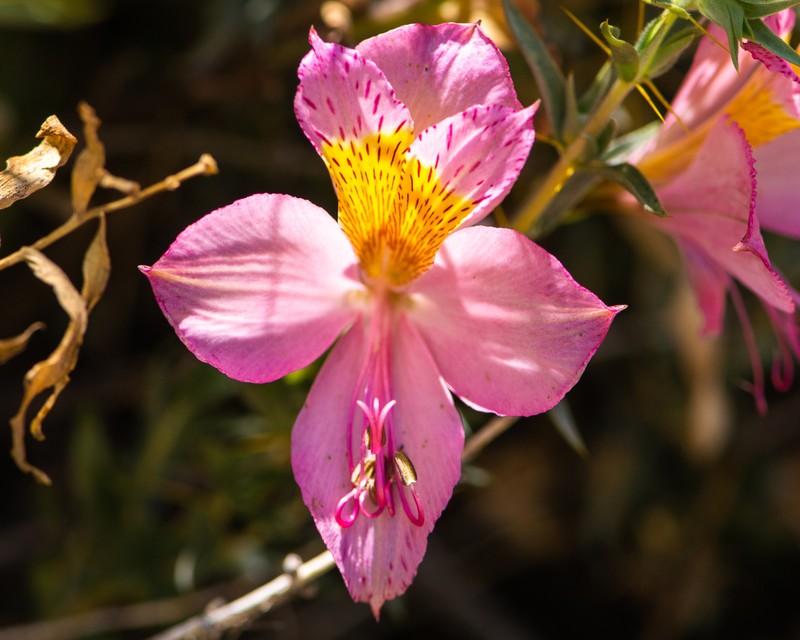 Alstroemeria exerens