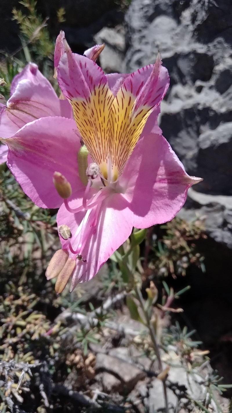 Alstroemeria exerens photo 2