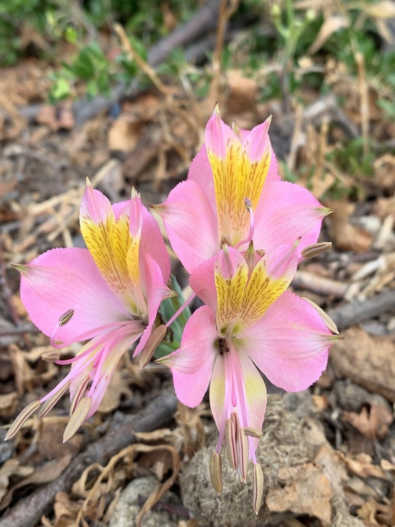 Alstroemeria exerens photo 3
