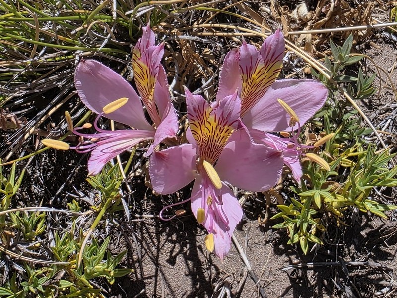 Alstroemeria exerens photo 4