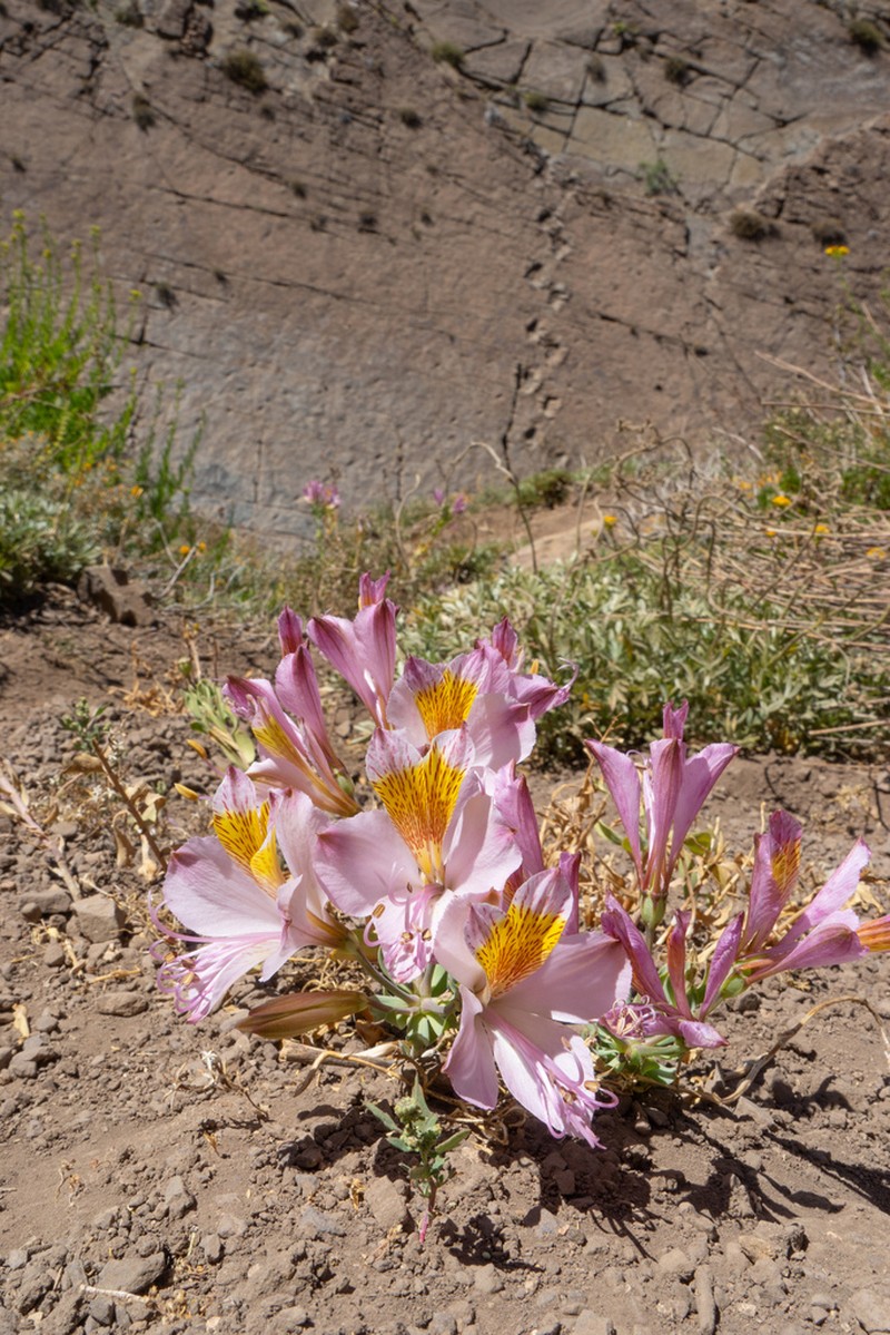 Alstroemeria exerens photo 5