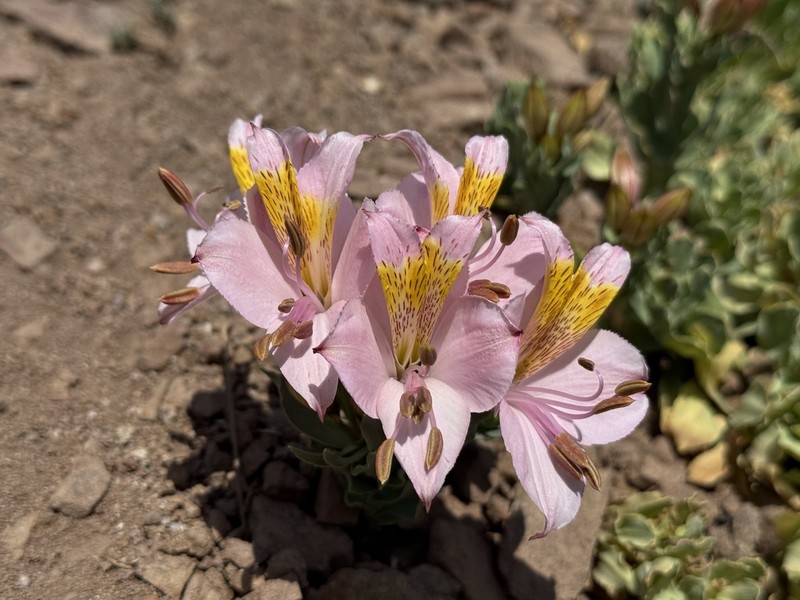 Alstroemeria exerens photo 6