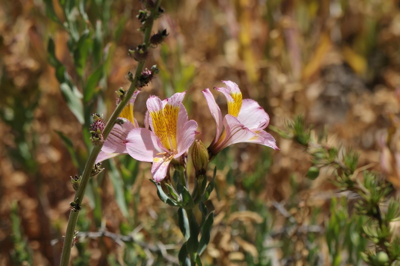 Alstroemeria exerens photo 7