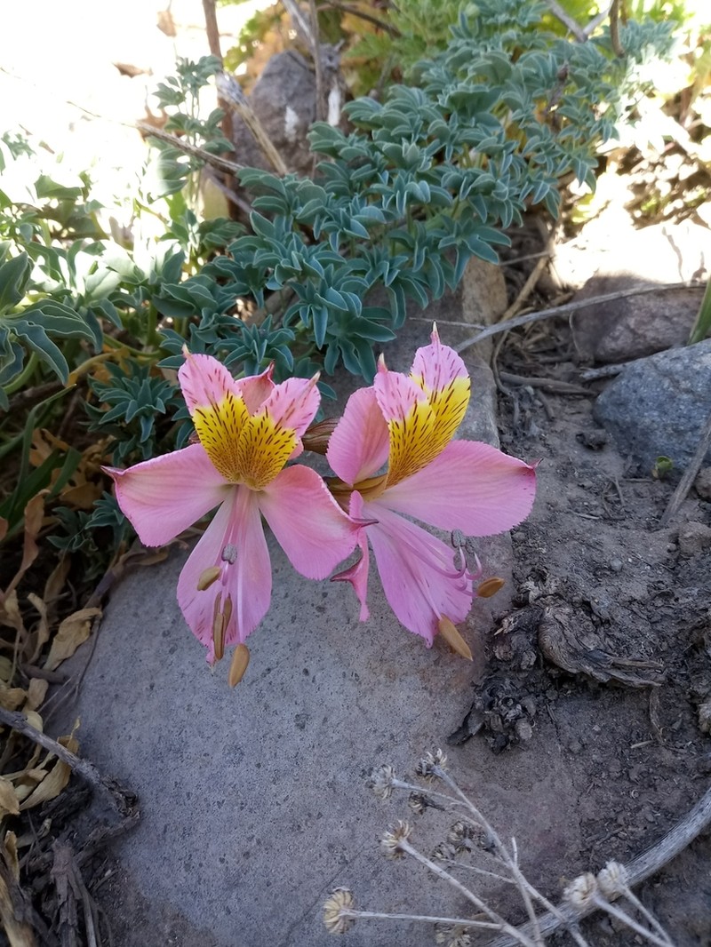Alstroemeria exerens photo 8