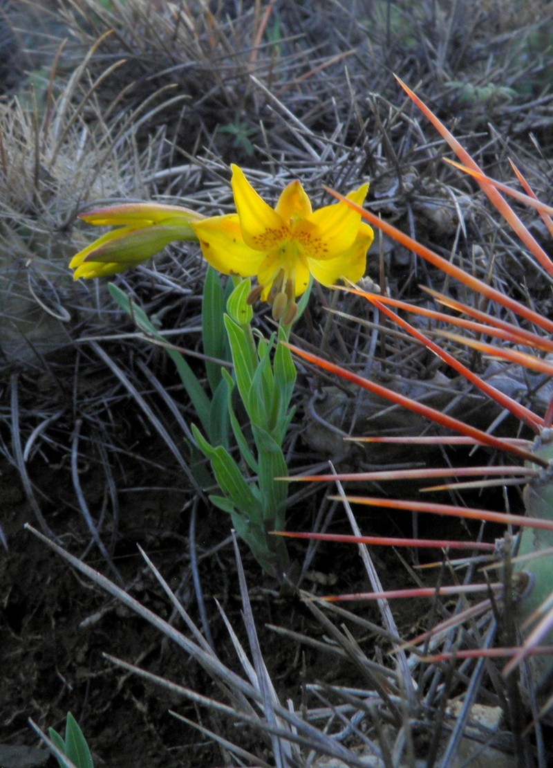 Alstroemeria fiebrigiana