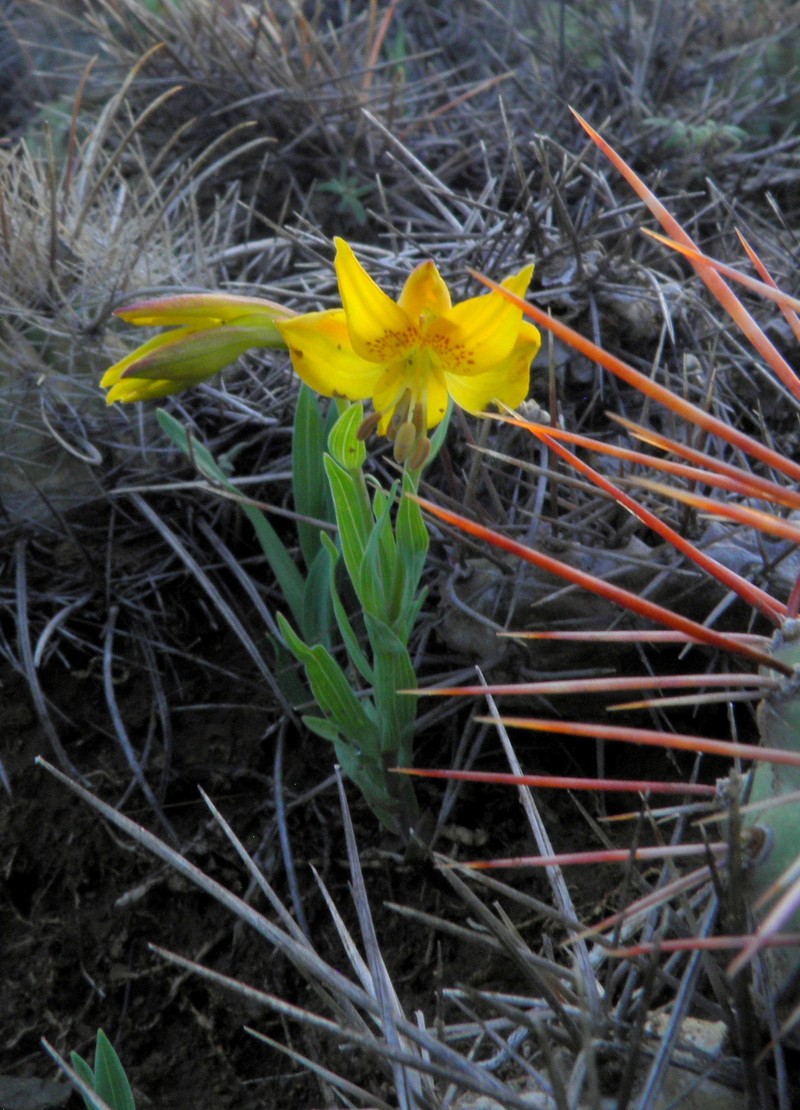 Alstroemeria fiebrigiana photo 2