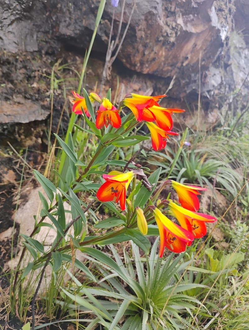 Alstroemeria foliosa