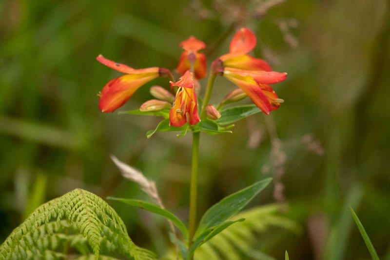Alstroemeria foliosa photo 2