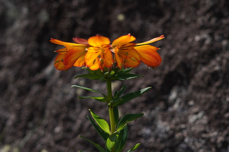 Alstroemeria foliosa photo 3