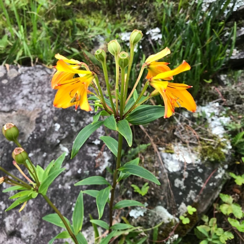 Alstroemeria foliosa photo 4