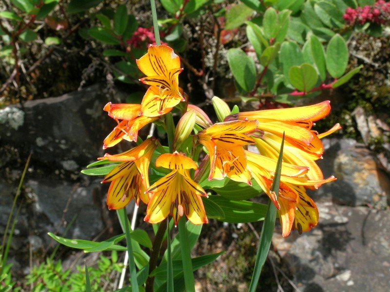 Alstroemeria foliosa photo 5