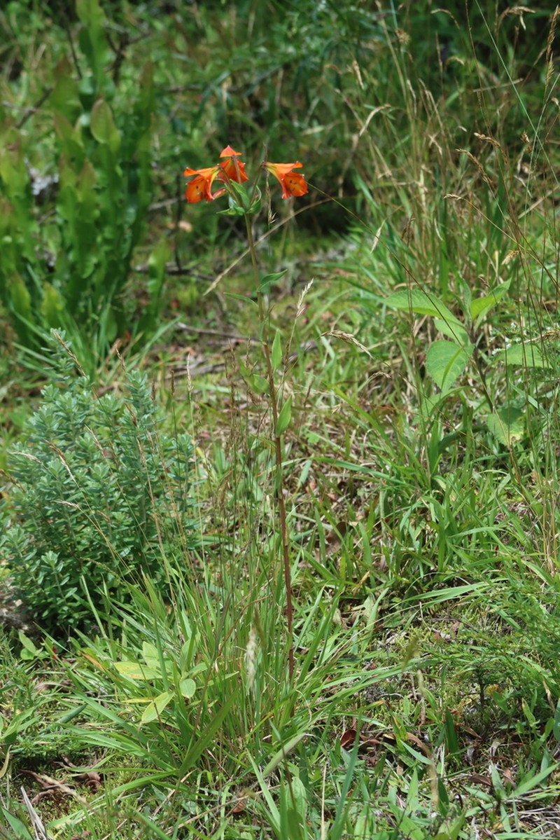 Alstroemeria foliosa photo 6