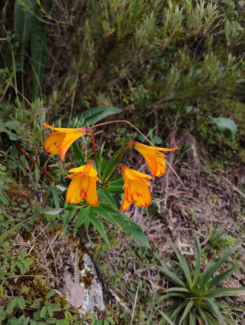 Alstroemeria foliosa photo 7