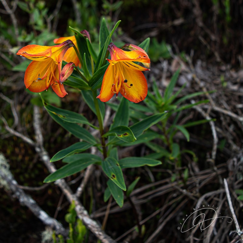 Alstroemeria foliosa photo 8