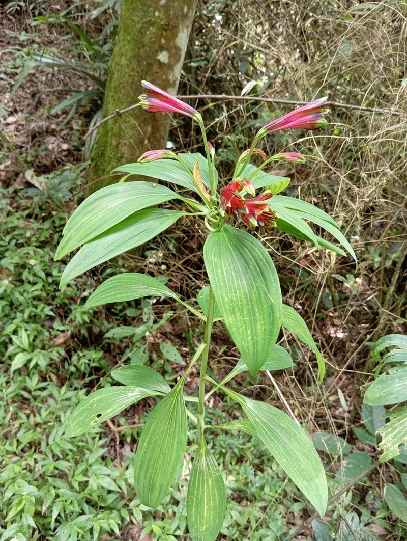Alstroemeria fuscovinosa