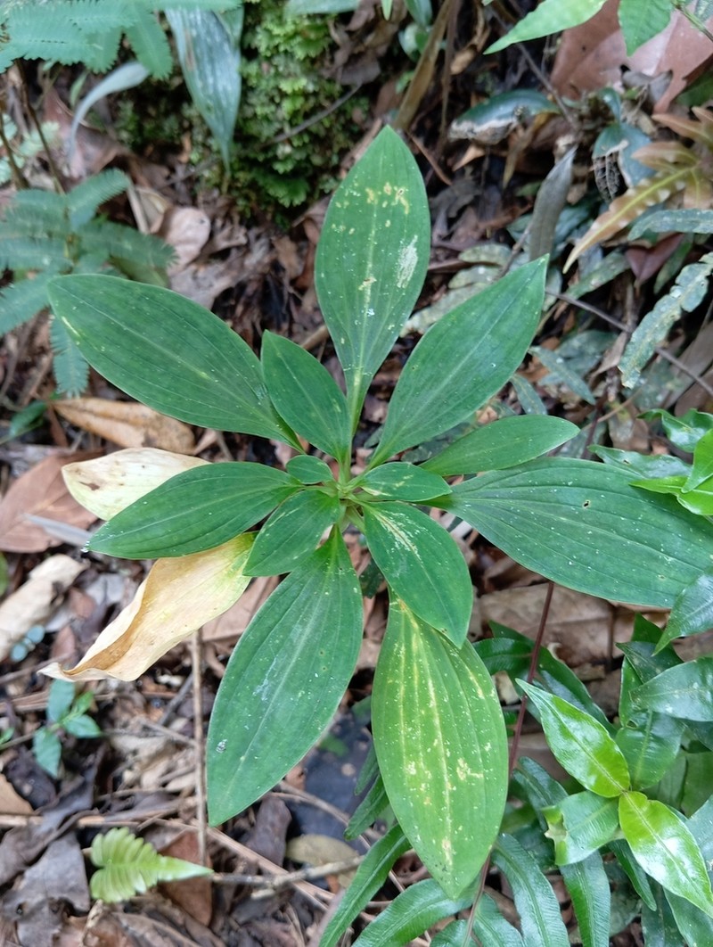 Alstroemeria fuscovinosa photo 2
