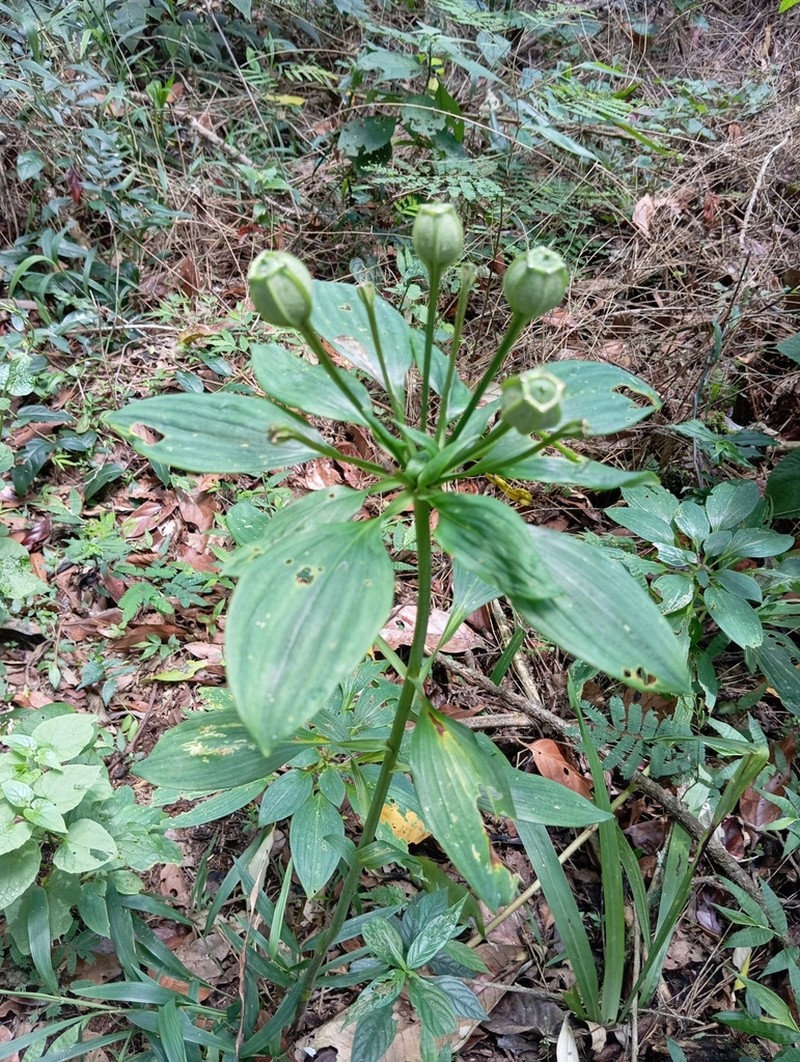 Alstroemeria fuscovinosa photo 3