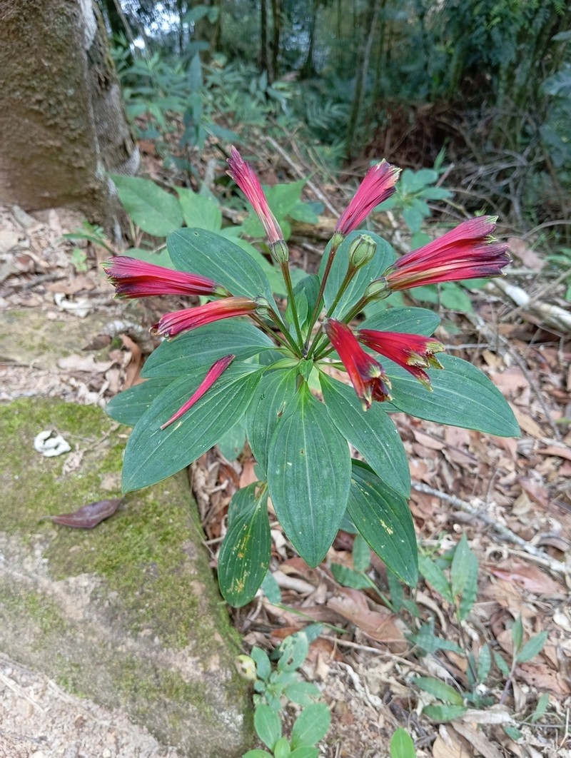 Alstroemeria fuscovinosa photo 4