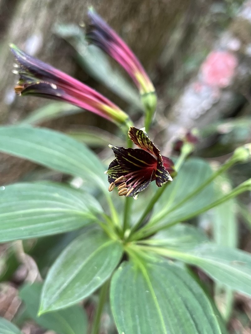 Alstroemeria fuscovinosa photo 5