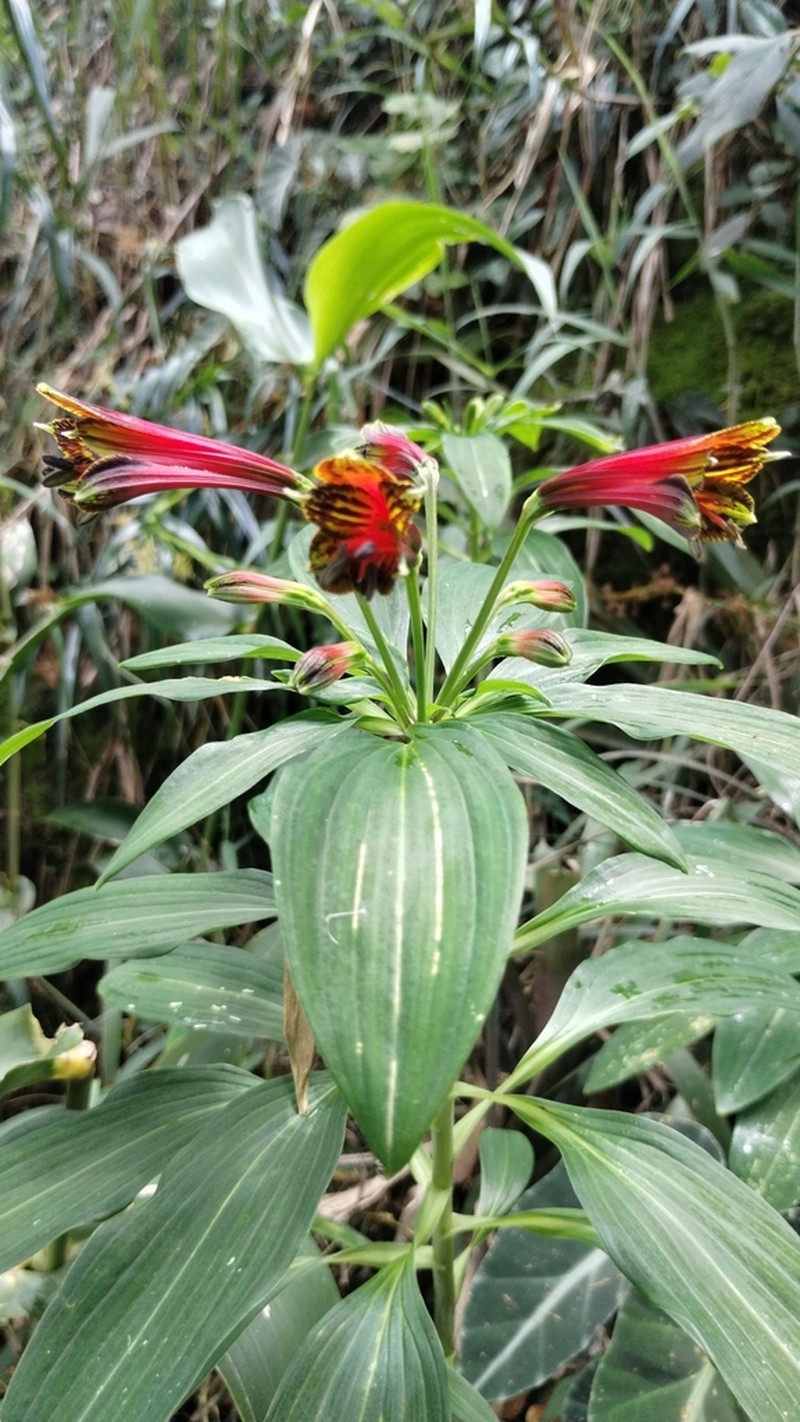 Alstroemeria fuscovinosa photo 6