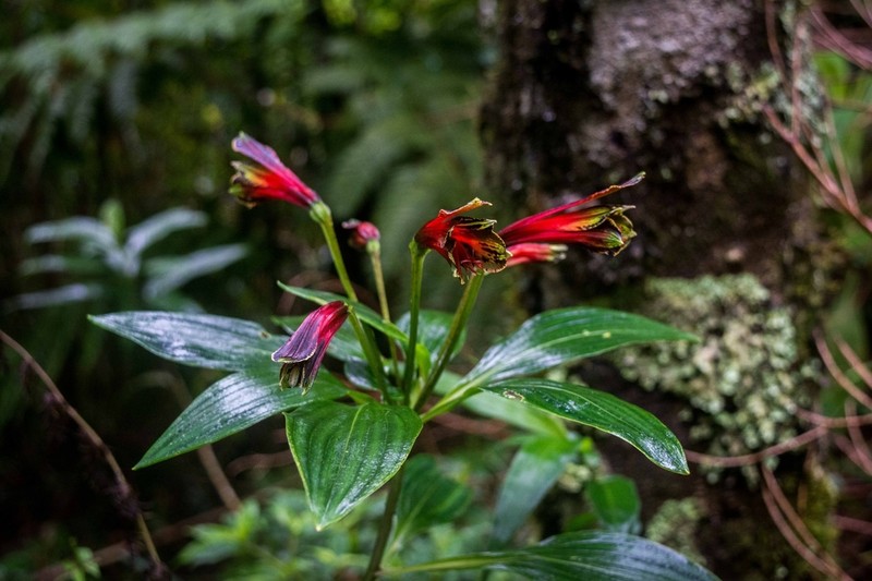 Alstroemeria fuscovinosa photo 7
