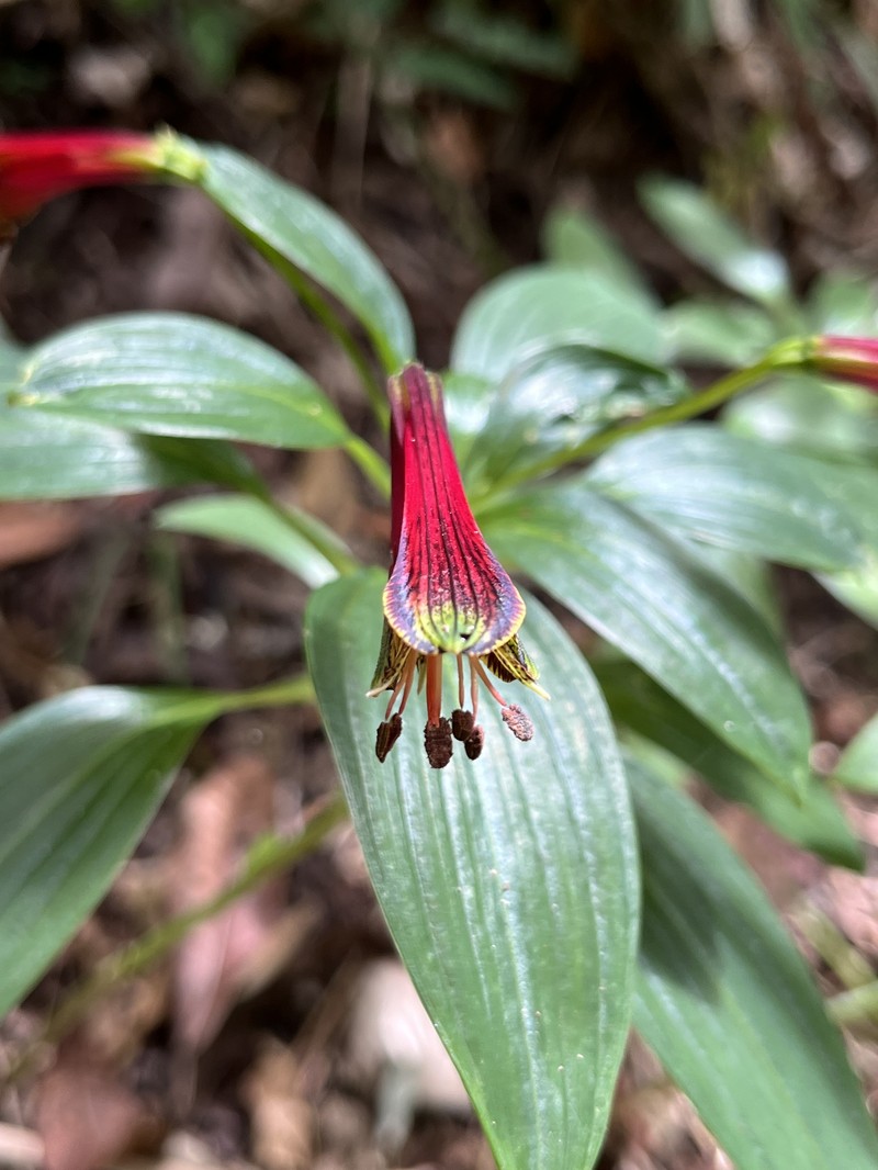 Alstroemeria fuscovinosa photo 8