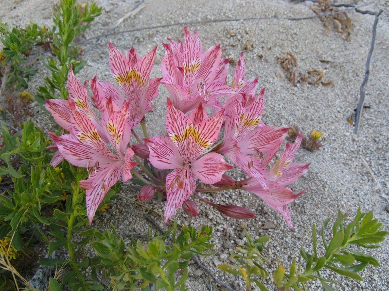 Alstroemeria garaventae