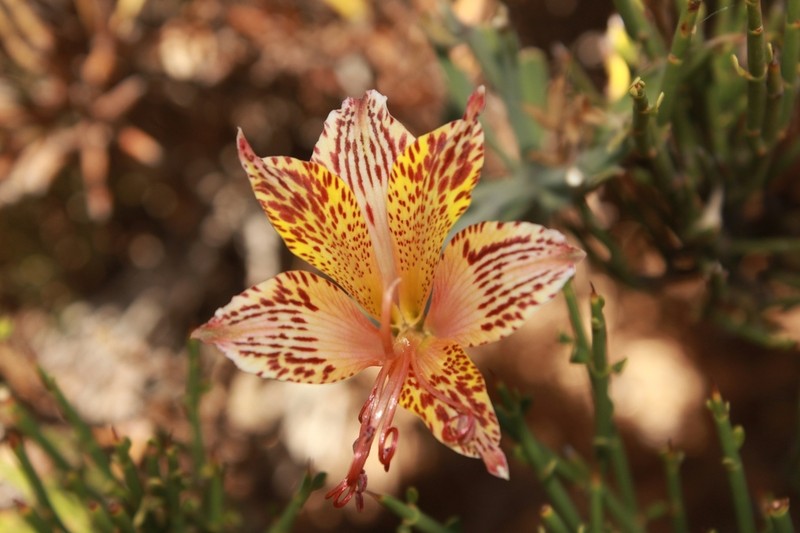 Alstroemeria garaventae photo 2