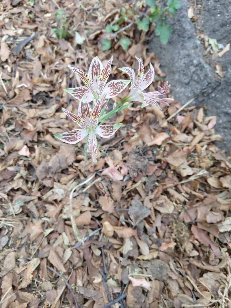 Alstroemeria garaventae photo 3