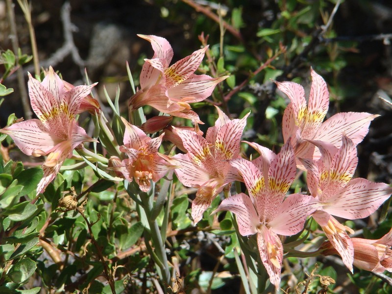 Alstroemeria garaventae photo 4