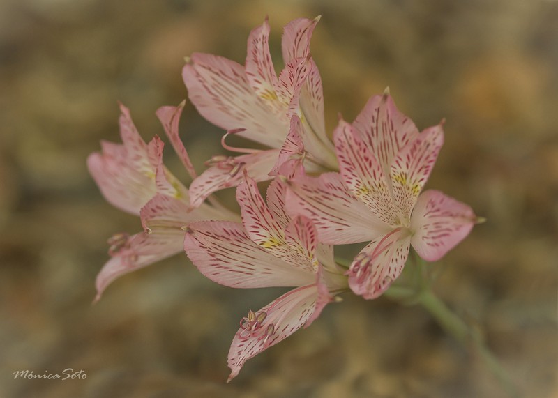 Alstroemeria garaventae photo 5