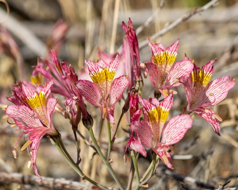Alstroemeria garaventae photo 6