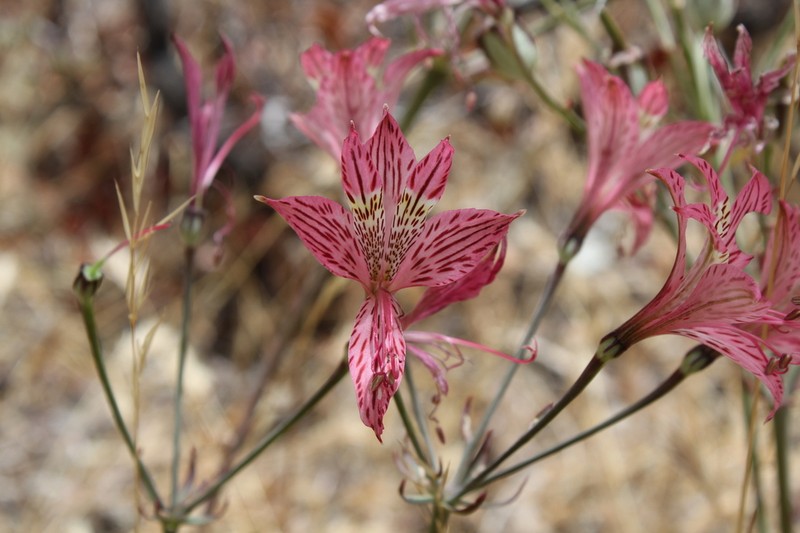 Alstroemeria garaventae photo 7