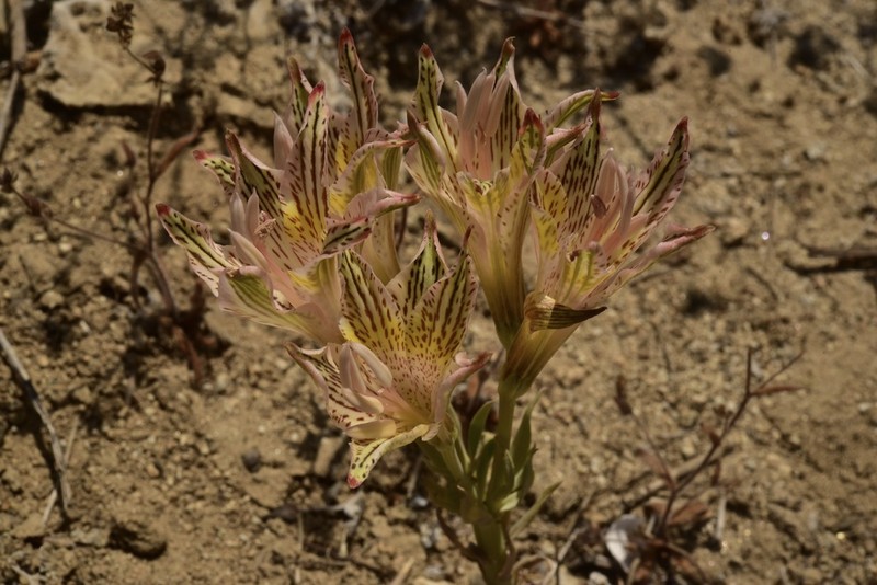 Alstroemeria garaventae photo 8