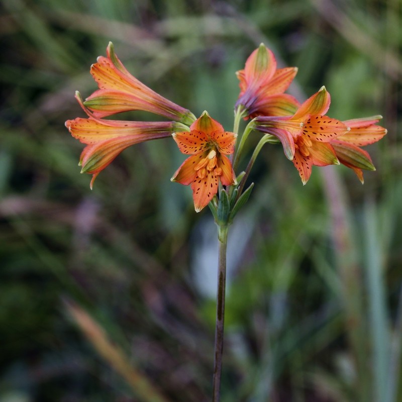 Alstroemeria gardneri